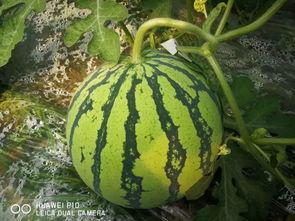 52吃瓜今日大瓜